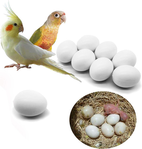 Pcs solid parrot plastic - pcs,
